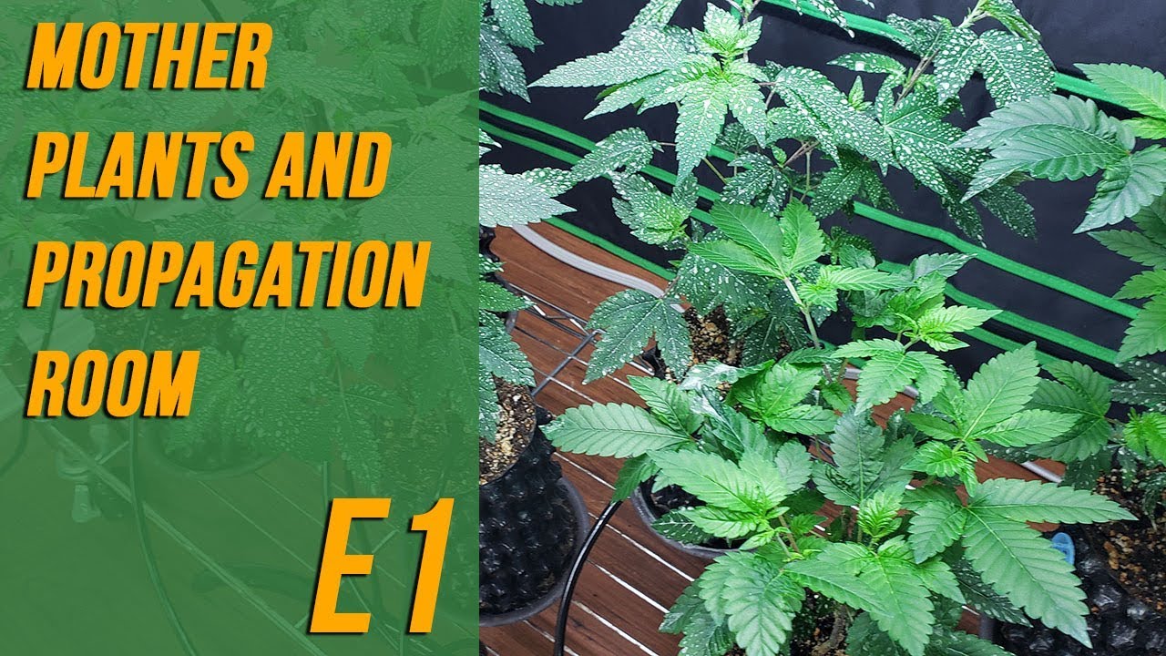 Mother Plants And Propagation Room - E1