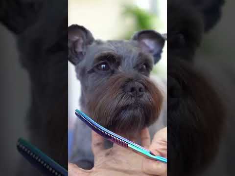 Video: Pommersche Grooming Cuts und Frisuren