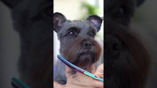 SCHNAUZER GROOMING  ❤ Puppy style haircut  Short eyebrow