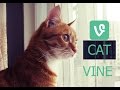 Cat Vine Competitions Коты Вайны