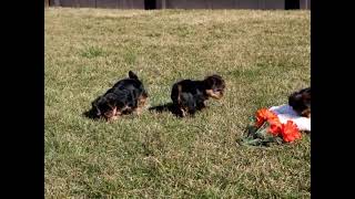 Yorkshire Terrier Puppies For Sale Mark & Lillian Stoltzfus Yorkshire Terrier Puppies For Sale Mark & Lillian Stoltzfus