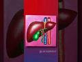 Doctor paints your liver and gallbladder
