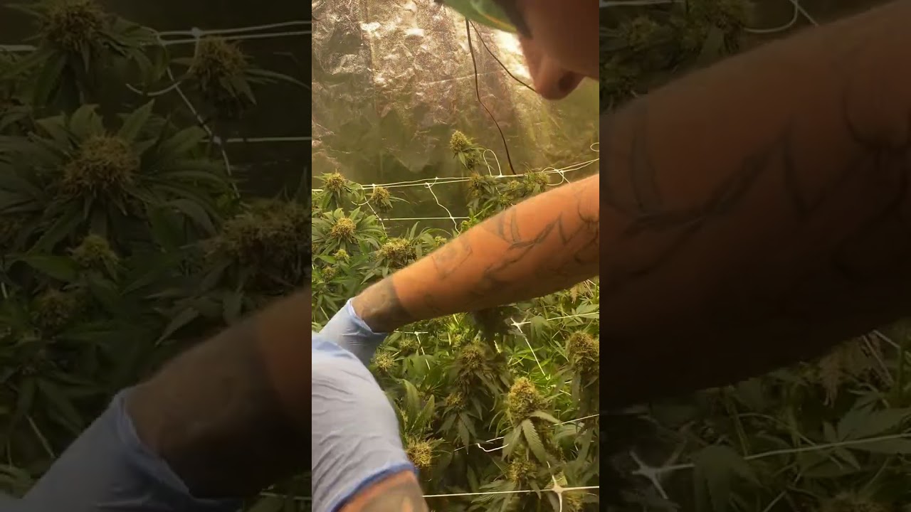 Pre-Harvesting process with pineapple kush