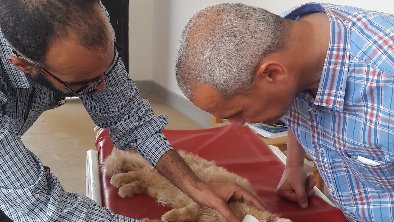 Cat fight (Treatment of corneal wound & iris prolapse in a cat, third