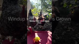 Chickens versus windup toy Chick