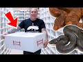 EPIC SNAKE UNBOXING!! GETTING MY DREAM VIPER BOAS!! | BRIAN BARCZYK