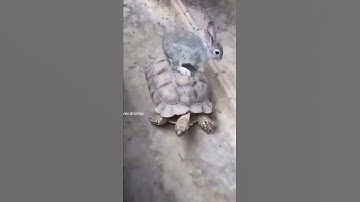 Rabbit Takes Ride On A Turtle