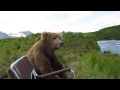 Bear casually joins photographers on mcneil river