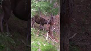 Sambar Deer Hind Rubbing Pine Tree, Victoria Australia