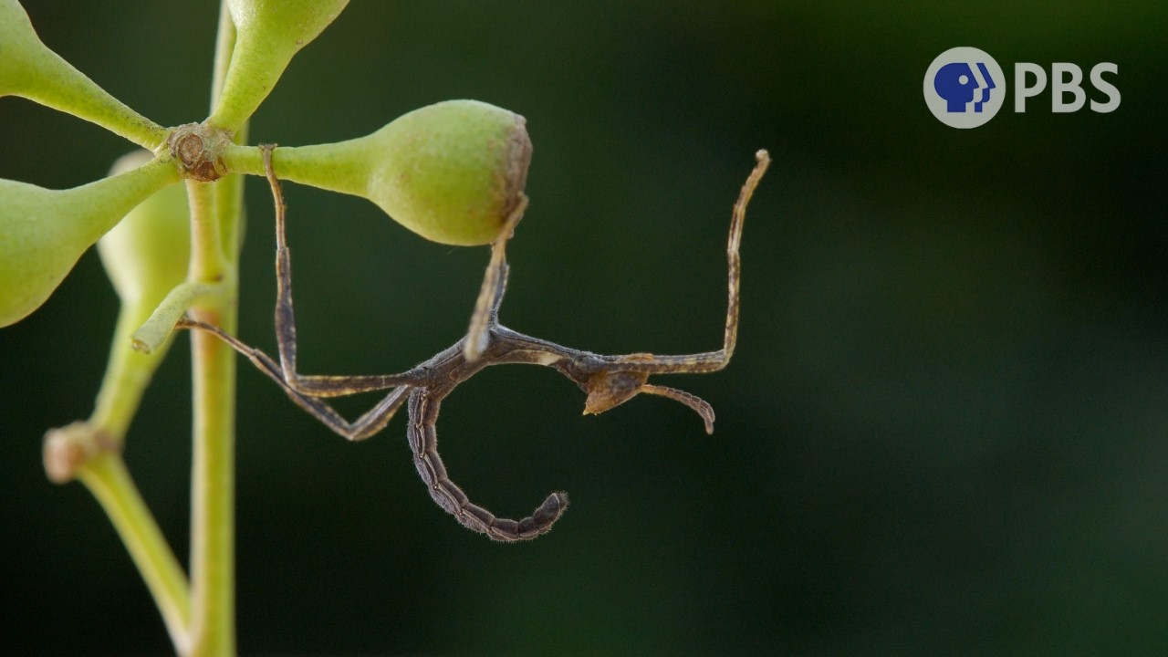 Can You Spot These Insane Camouflaged Animals?