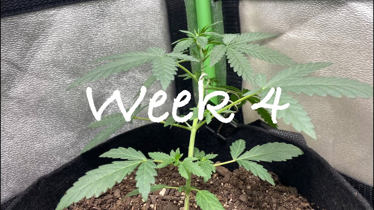 Growing autoflowering cannabis with Grow Dots! Week 4/Harvest update