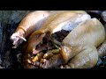 泥封叫花子雞 Bushcraft Beggar’s Chicken - Wild Dining Table