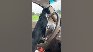 Catnip Whip #catnip #cats #tuxedocat #viral