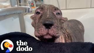 Download Lagu Dumped Neglected Dog Learns To Be A Puppy Again | The Dodo MP3 Download Lagu Dumped Neglected Dog Learns To Be A Puppy Again | The Dodo MP3