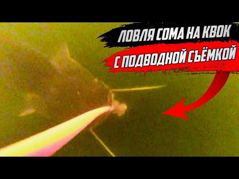 Видео: Ловля СОМА НА КВОК с подводной съёмкой. Подходы нескольких сомов одновременно.