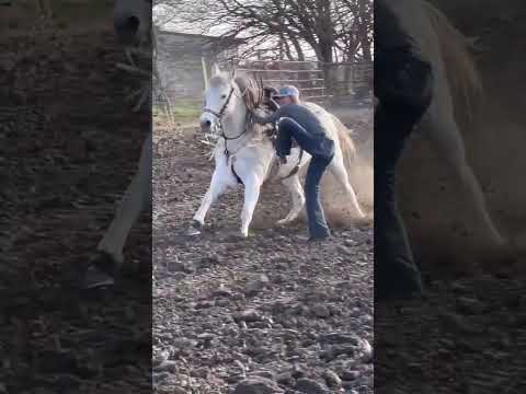 سقوط من على ظهر الحصان 