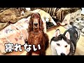【犬と泊まれる宿】大型犬4頭と旅先で一緒に寝た結果