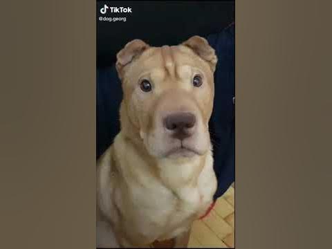 Плохая новость собака прикол - YouTube