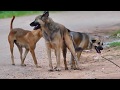 Rural SummerDogs!! Anatolian Shepherd Dogs Vs Rhodesian Ridgeback in Veal Village