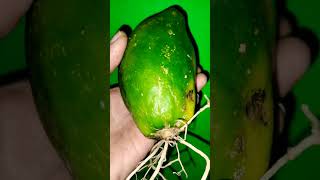 Singgapure Papaya Roots Cutting..