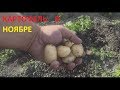 Анапа, Гостагаевская, картофель, малина в ноябре.