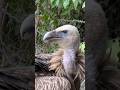 Himalayan Griffin vulture memories #wild #animalrescue #rescue #guddumauryasarpmitra #wildcareindia