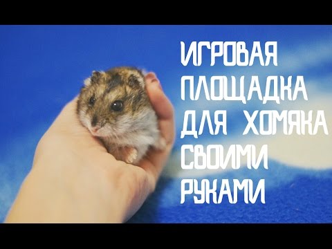 Игровая площадка для хомяка своими руками