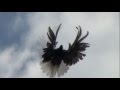 Pigeons Serpasto  / Голуби Серпастые