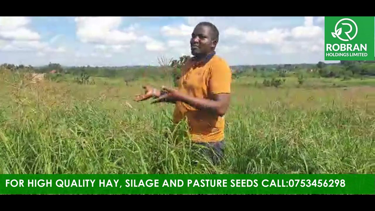 Chloriss gayana/Rhodes is not grass but Gold for a livestock farmer! By Natwijuka Brian