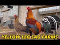 Yellow Leg Gilmore Hatch Sweater Kelso SAG FARMS - Big Farm in Arkansas
