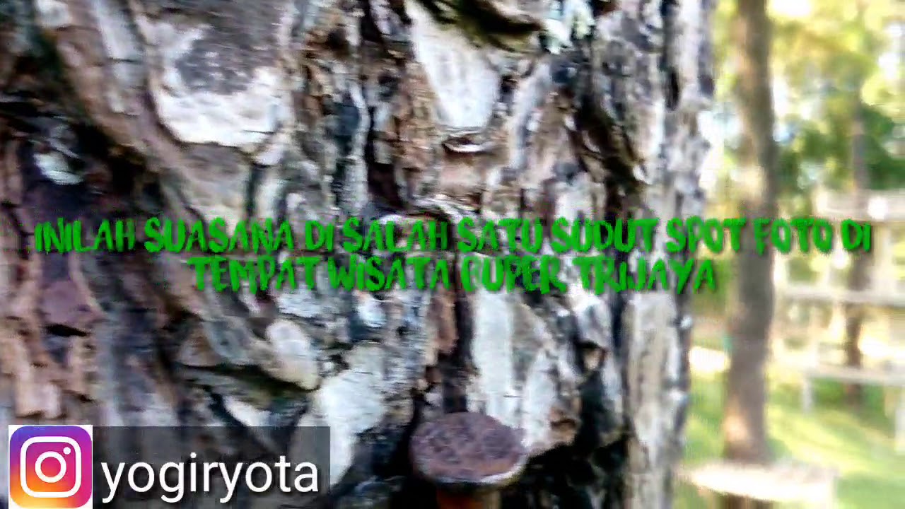 Vlog Wisata Ke Hutan Pinus Di Buper Trijaya Kuningan Jawa Barat 13