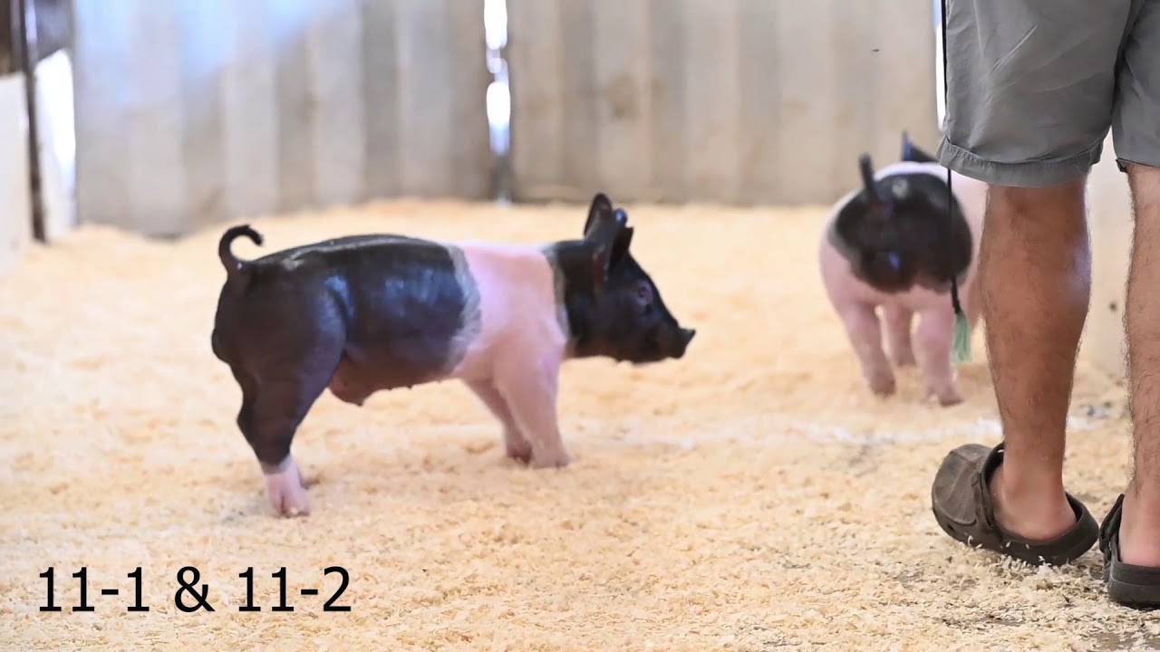 11-1 and 11-2 - YouTube