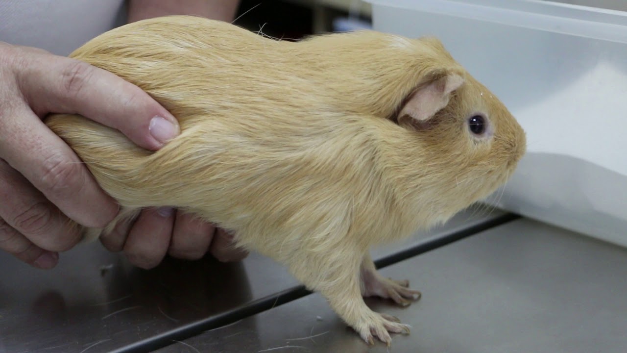 A 9monthold guinea pig has a bloated abdomen YouTube