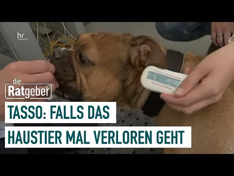 Video: BREAKING NEWS: Über 250 Hunde und Katzen vor gravierender Vernachlässigung in einem Tierheim gerettet