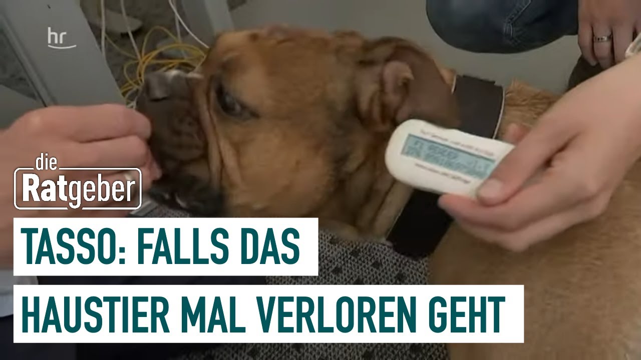 Tasso: Kostenlose Haustier-Registrierung | Die Ratgeber
