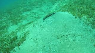 Blackblotch lizardfish (Synodus jaculum) (Aqaba, 20190409 104936)