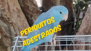 Incrível: Periquitos Azuis Adestrados