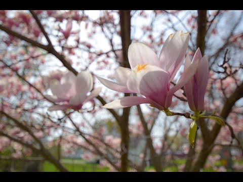 777 Turk Hill Road, Fairport, NY home video tour