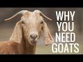 Why Goats Are The Best Homestead Animal