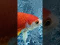Meine Haustiere 🤣 #fische #Haustiere #WerZuerstLachtVerliert #viral @LAMI