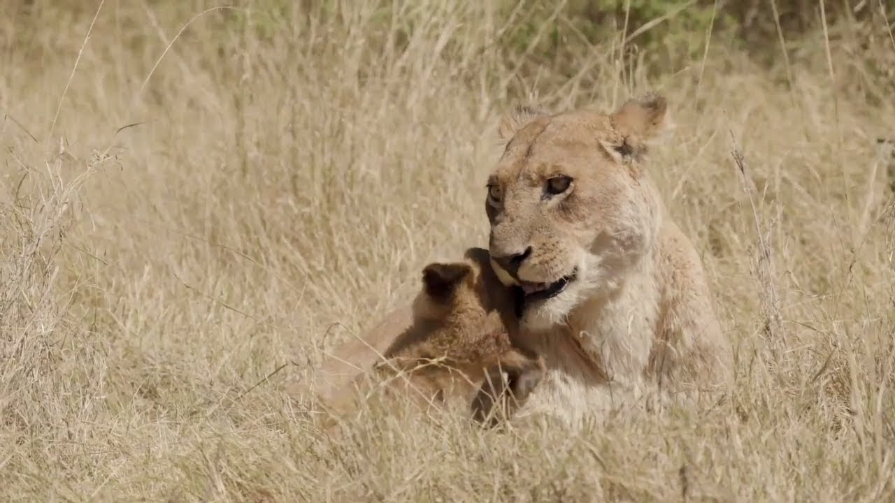 Botswana Big Five Safari YouTube