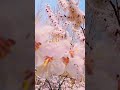 Hunza Valley in Spring during Apricot Blossom Season #hunzavalley #apricotblossoms