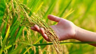 Rice farming ||Agriculture ||farming ||Rice  planting ||History of rice