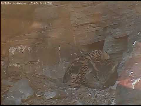 Eifel Lotte Drops a Pellet April 4 2020 live cam preview