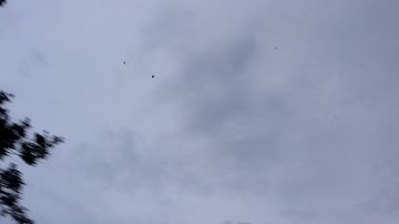 Swiftlet chasing each other Sound analysis