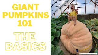 Giant pumpkins 101
