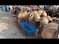 اسعار الاغنام الصحراوي في عيد الاضحى المبارك بسوق وادي الرمل بمطروح تاريخ 4 6 2025