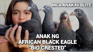 ANAK NI BIO CRESTED**AFRICAN BLACK EAGLE**ANAK NI BLACK 