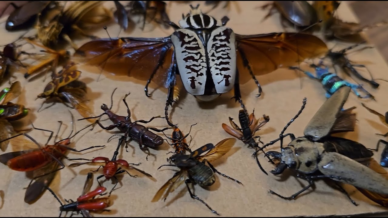 Insect Worlds new Insects & Earth Appreciation Festival Showcase 2025