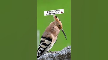 Have you ever heard the sound of this #bird? 🐦🐦🐦